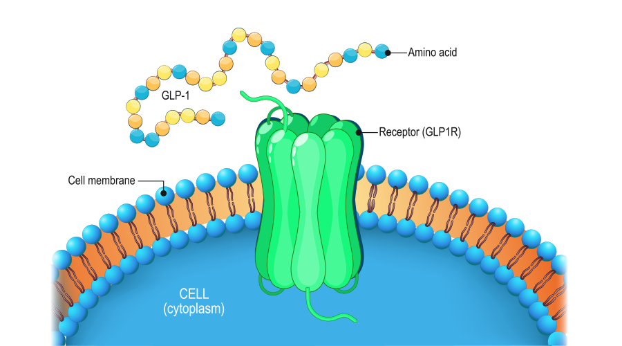 glp-1 osteoporosis The effects of GIP, GLP-1 and GLP-2 on markers of bone turnover: a review  of the gut–bone axis